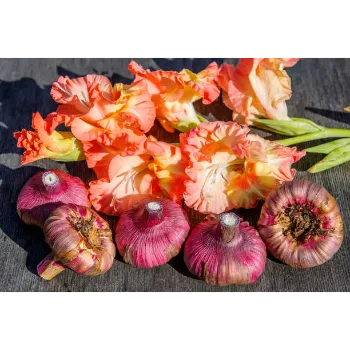 Natural Gladiolus Flower